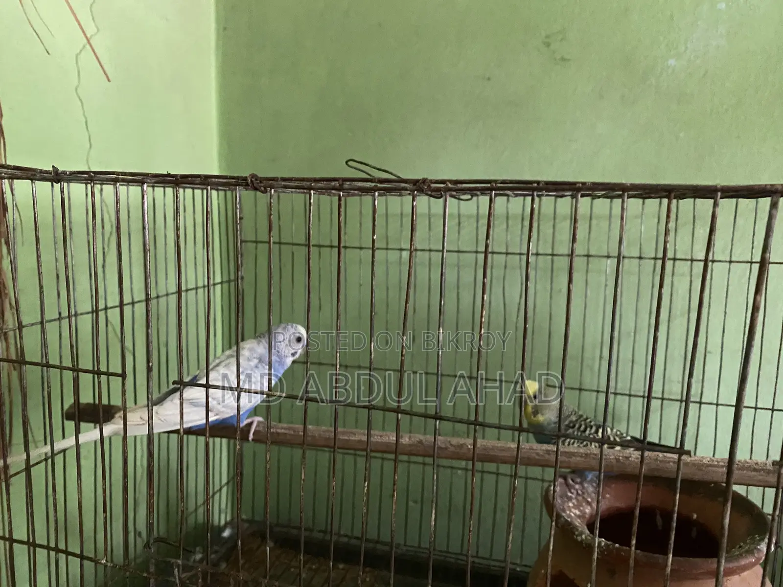 বাজরিকা পাখি , ছেলে + মেয়ে