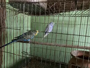 বাজরিকা পাখি , ছেলে + মেয়ে