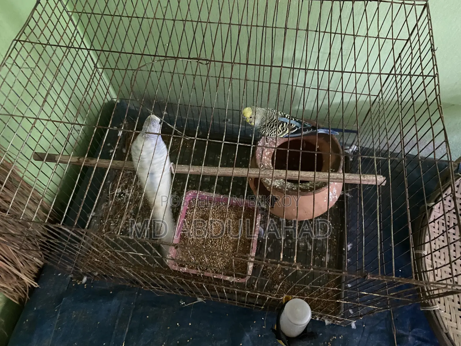 বাজরিকা পাখি , ছেলে + মেয়ে