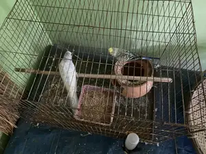 বাজরিকা পাখি , ছেলে + মেয়ে