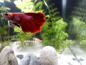 [Sold] Egg Loaded Full Neon Red Female Betta Fish