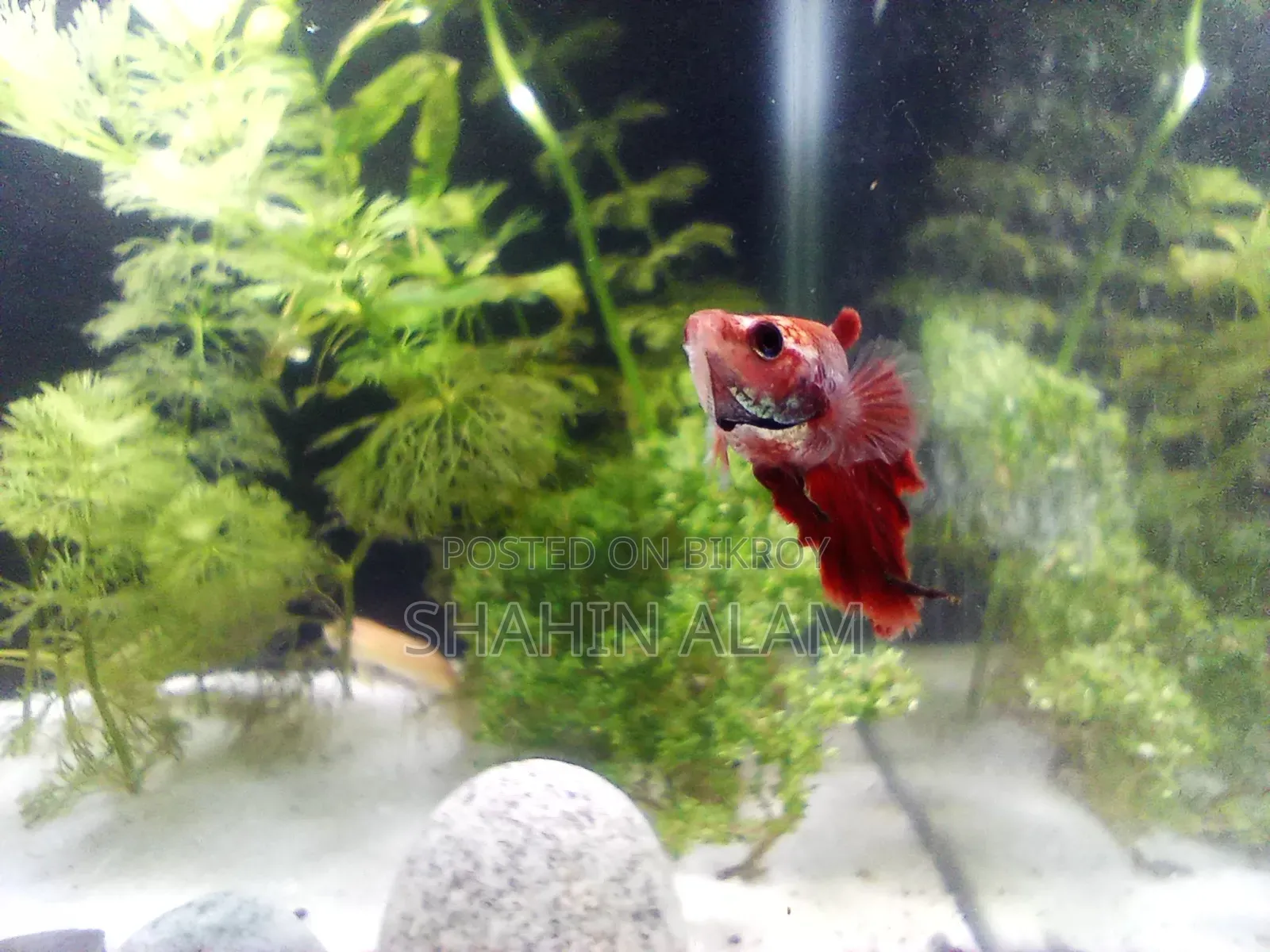 [Sold] Egg Loaded Full Neon Red Female Betta Fish