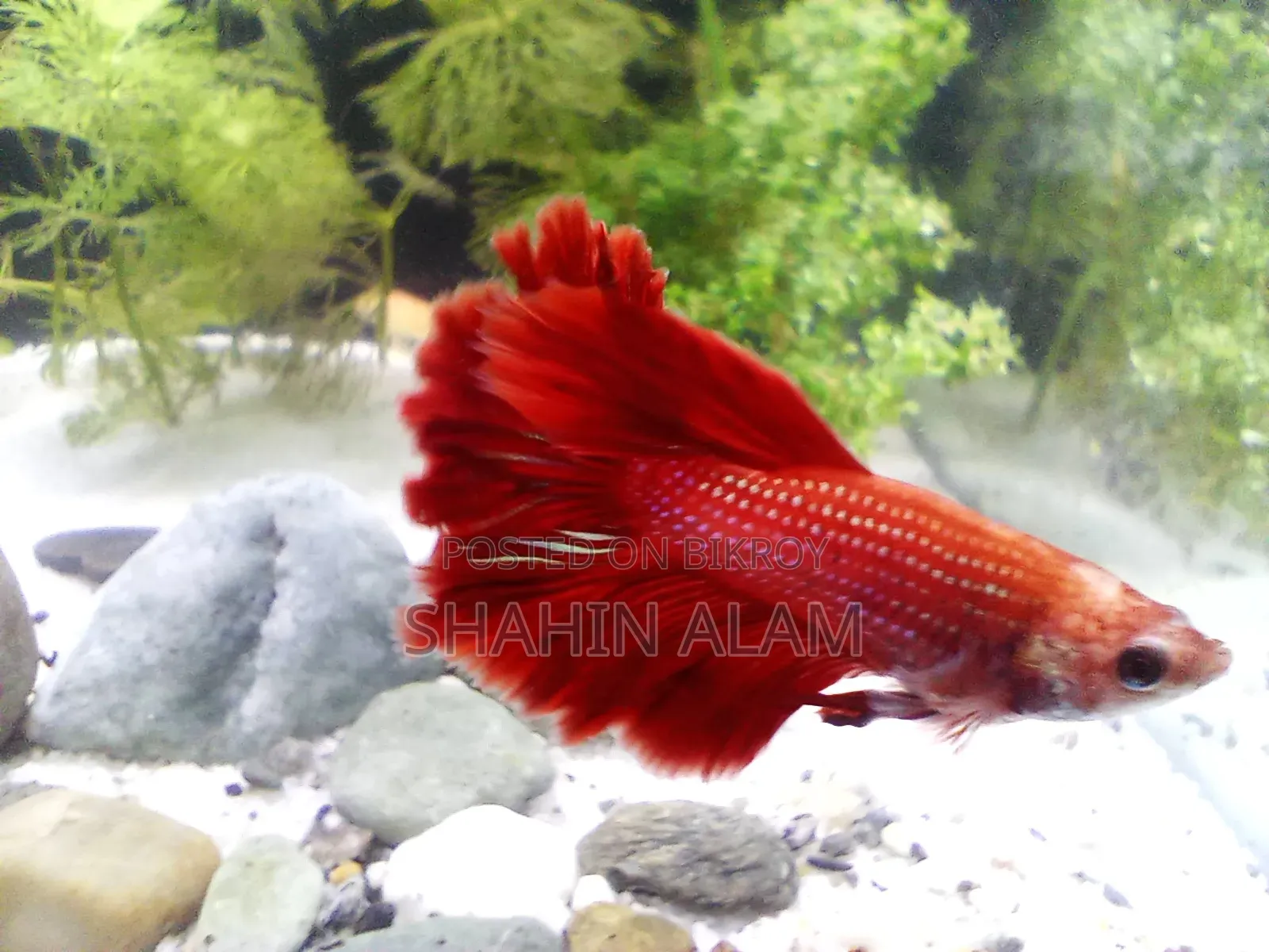 [Sold] Egg Loaded Full Neon Red Female Betta Fish