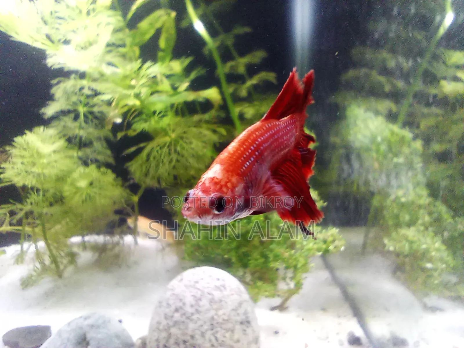 [Sold] Egg Loaded Full Neon Red Female Betta Fish