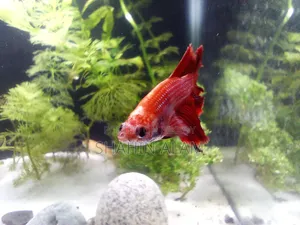 [Sold] Egg Loaded Full Neon Red Female Betta Fish