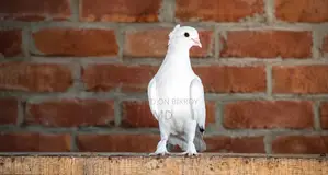 ইন্ডিয়ান কাগজি মাদি