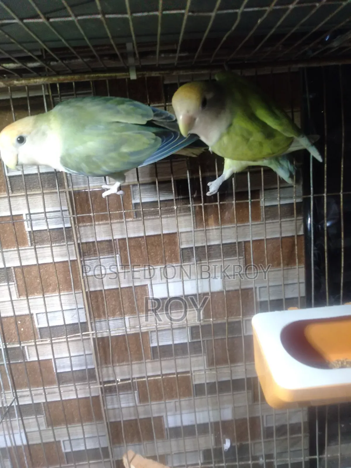 Running Love Bird Sell Hobe