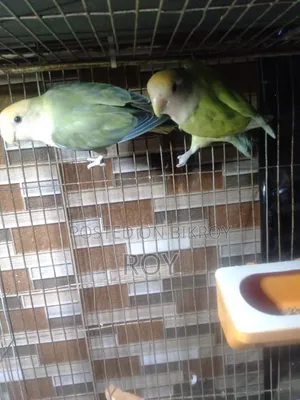 Running Love Bird Sell Hobe