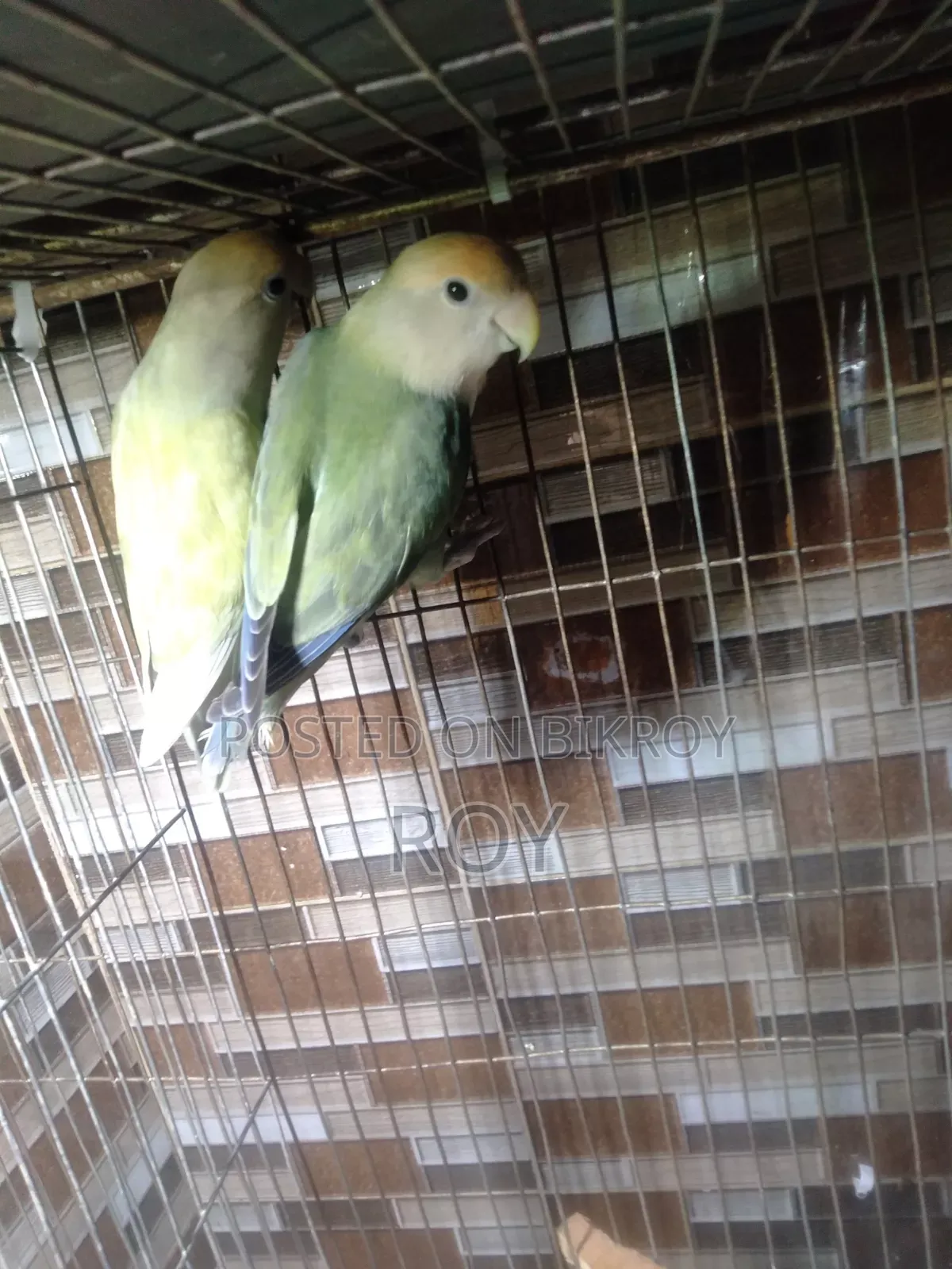 Running Love Bird Sell Hobe