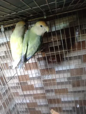Running Love Bird Sell Hobe