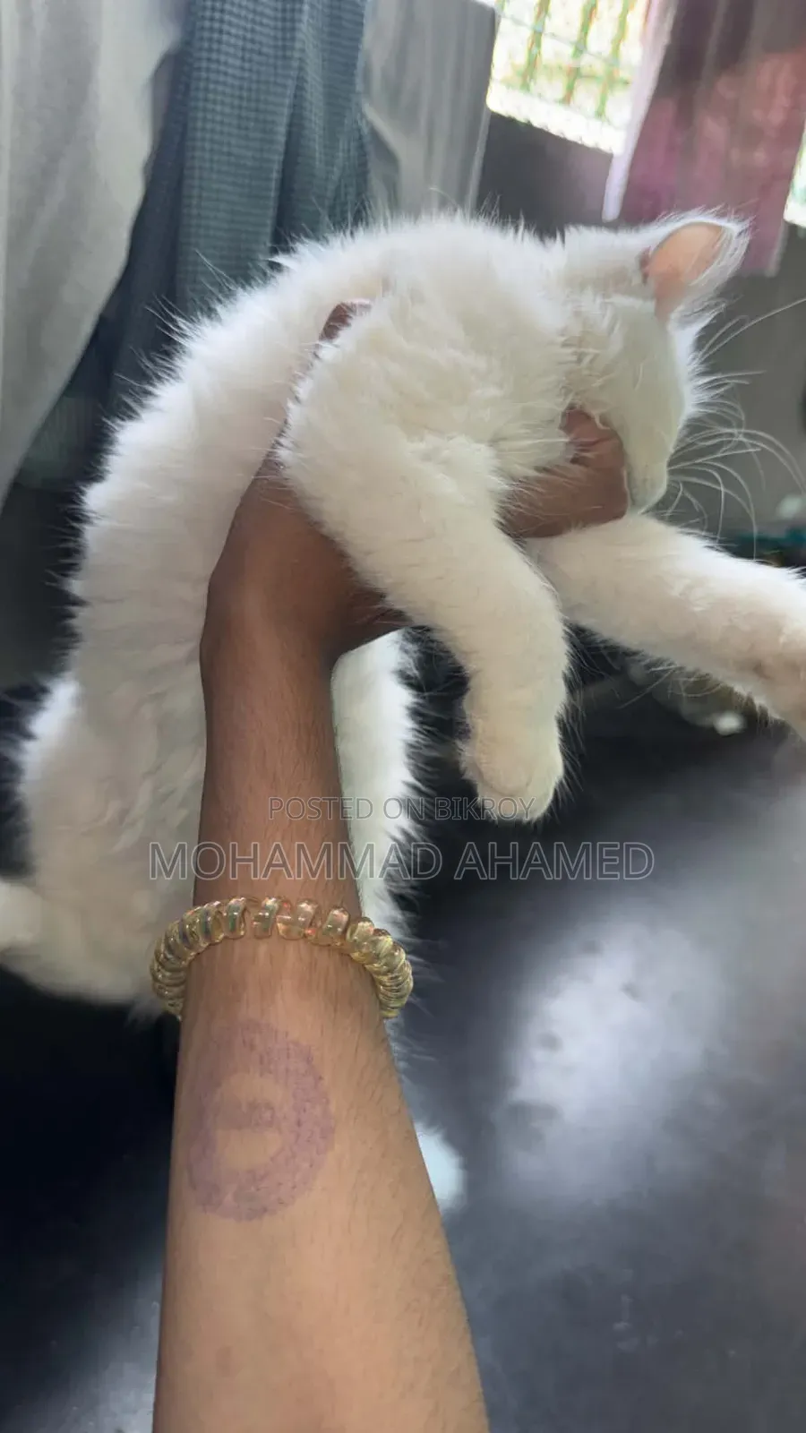 ১-৩ মাস বয়সী নারী বিশুদ্ধ পার্সিয়ান বিড়াল