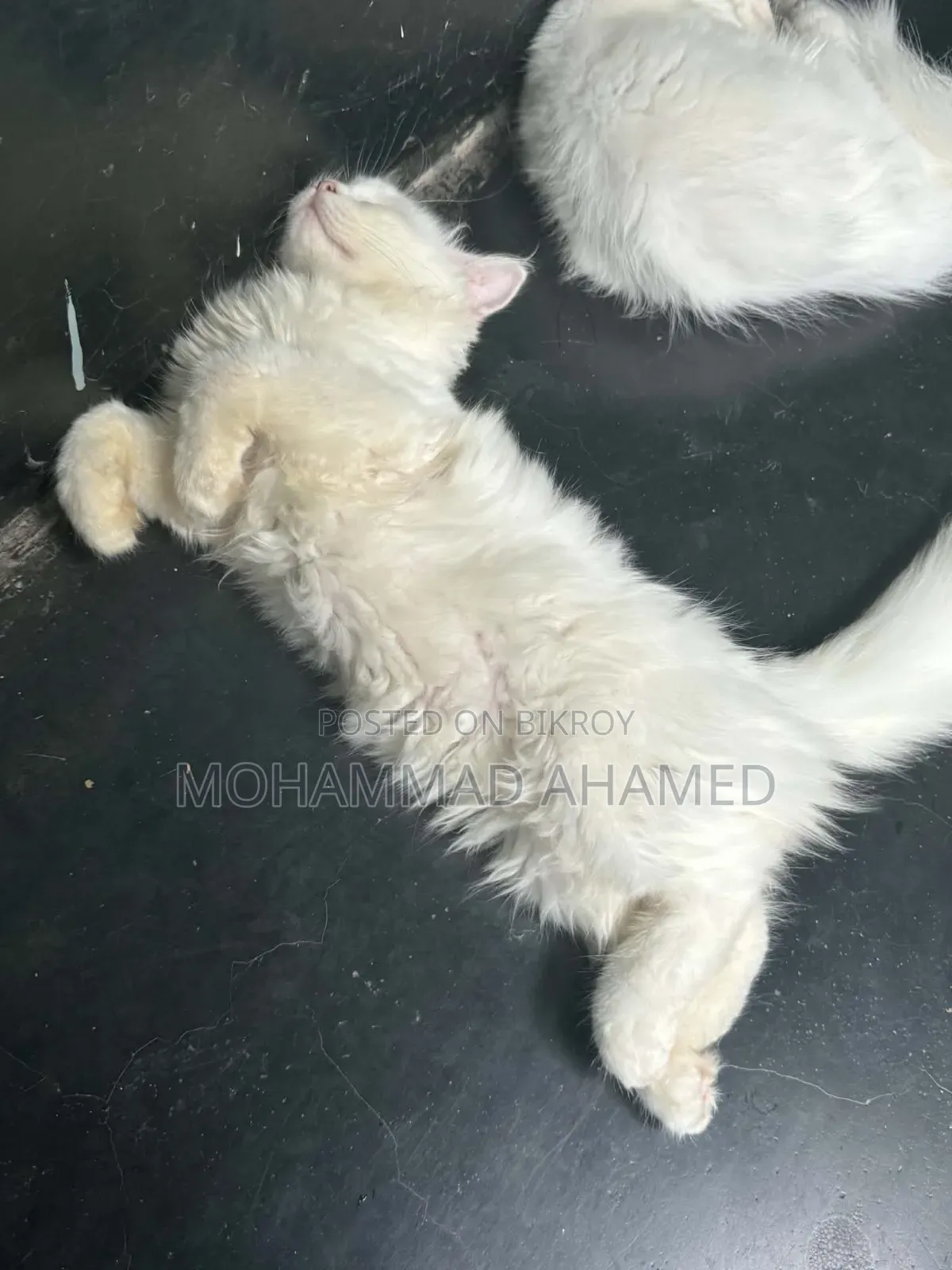 ১-৩ মাস বয়সী নারী বিশুদ্ধ পার্সিয়ান বিড়াল