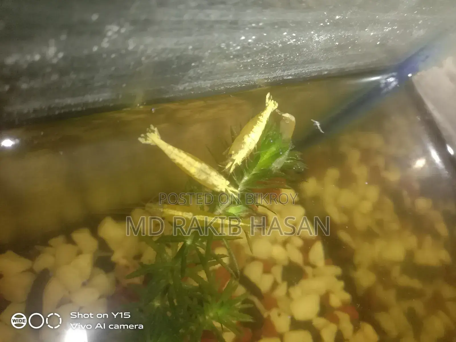 ইয়েলো গোল্ডেন লাইন শ্রিম্প