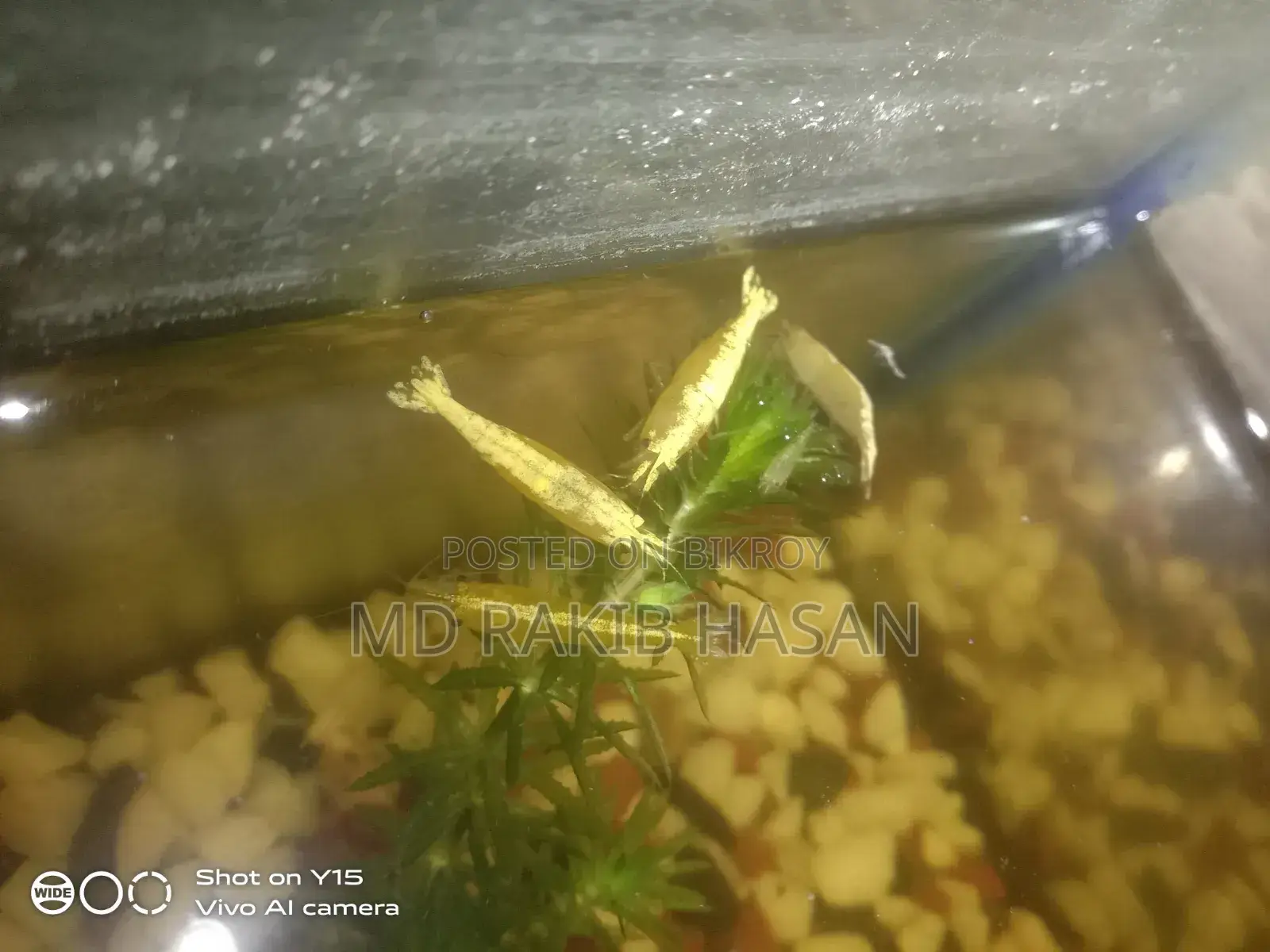 ইয়েলো গোল্ডেন লাইন শ্রিম্প