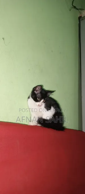 1-3 Months Female Mixed Breed Persian