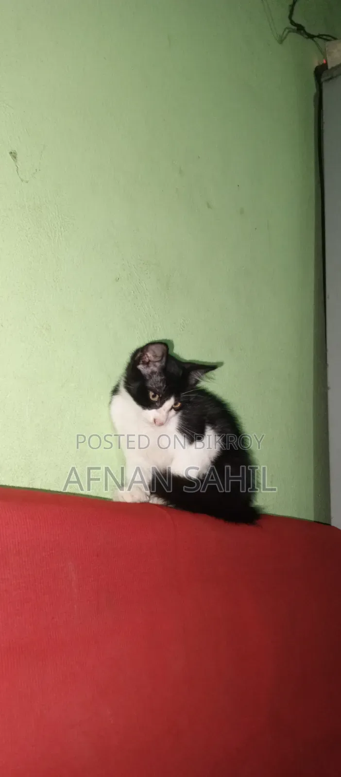 1-3 Months Female Mixed Breed Persian