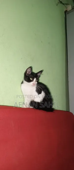 1-3 Months Female Mixed Breed Persian