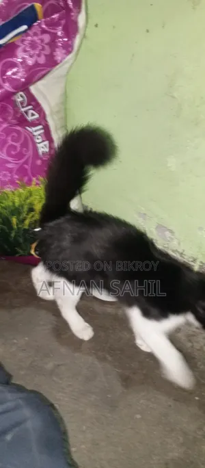 1-3 Months Female Mixed Breed Persian