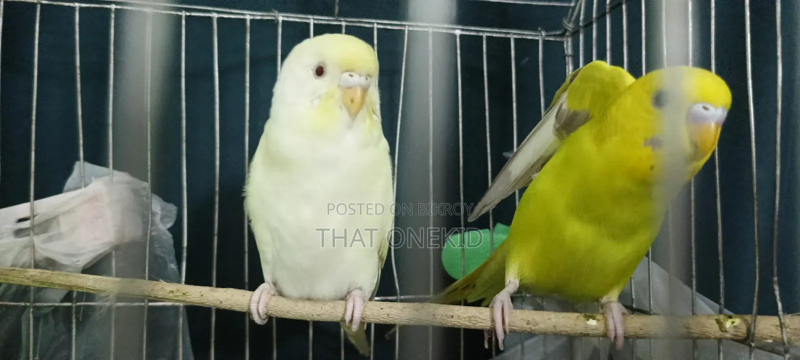 বাজিগর পাখির জোড়া বিক্রি