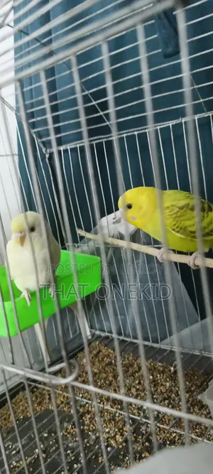 বাজিগর পাখির জোড়া বিক্রি