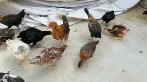 দেশি মুরগি মিডিয়াম বাচ্চা