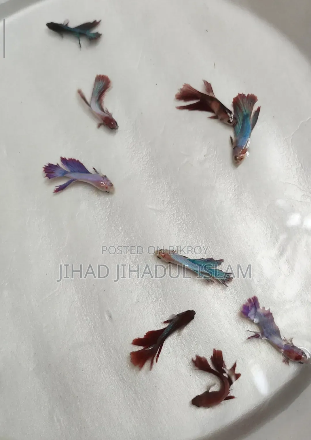 Jaring Size Beta Fish, Rtp, Yellow German, Yellow Penguin, Polar Parrot