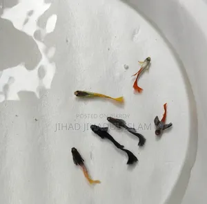 Jaring Size Beta Fish, Rtp, Yellow German, Yellow Penguin, Polar Parrot