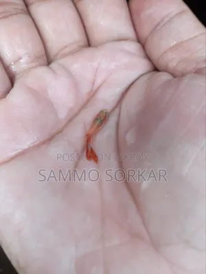 নতুন প্রাপ্তবয়স্ক গাপ্পি মাছ