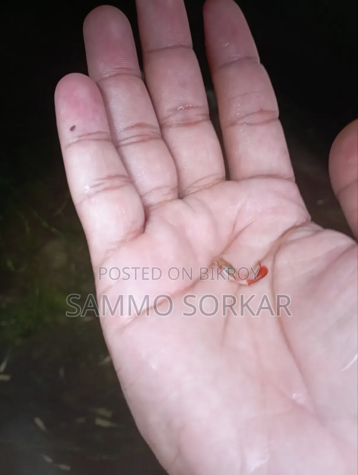নতুন প্রাপ্তবয়স্ক গাপ্পি মাছ