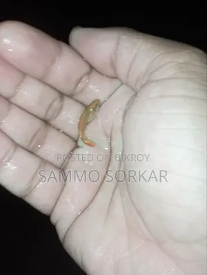 নতুন প্রাপ্তবয়স্ক গাপ্পি মাছ