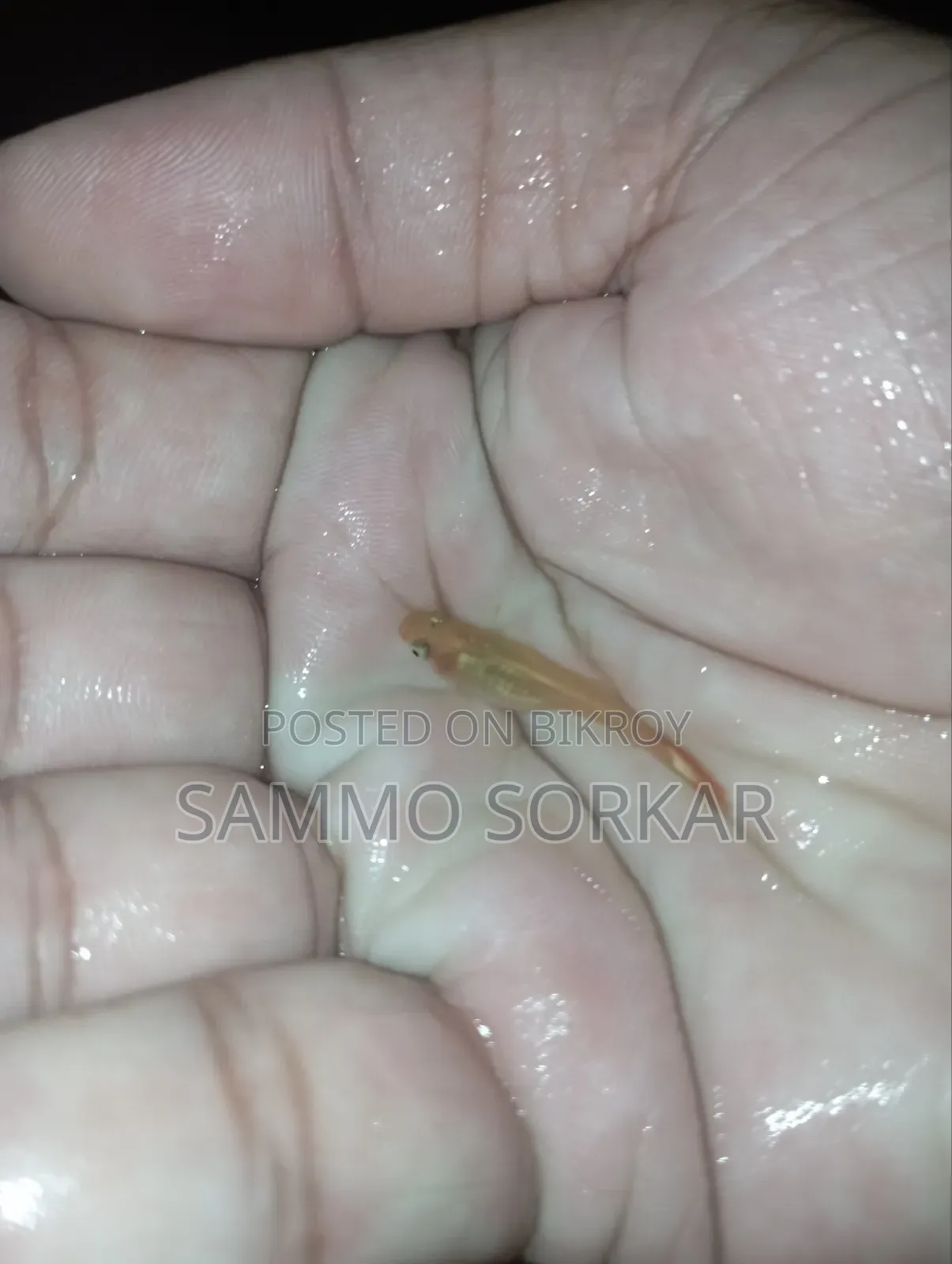 নতুন প্রাপ্তবয়স্ক গাপ্পি মাছ