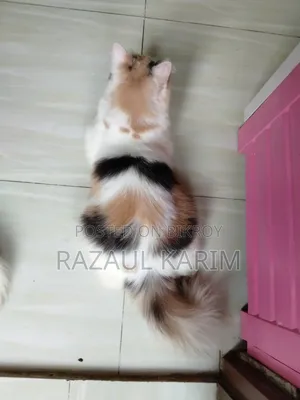 ১+ বছরের ফিমেল পিওরব্রেড পার্সিয়ান