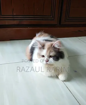 ১+ বছরের ফিমেল পিওরব্রেড পার্সিয়ান