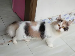 ১+ বছরের ফিমেল পিওরব্রেড পার্সিয়ান