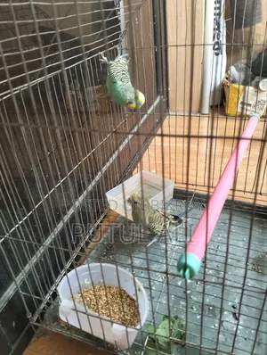 Bird For Sale