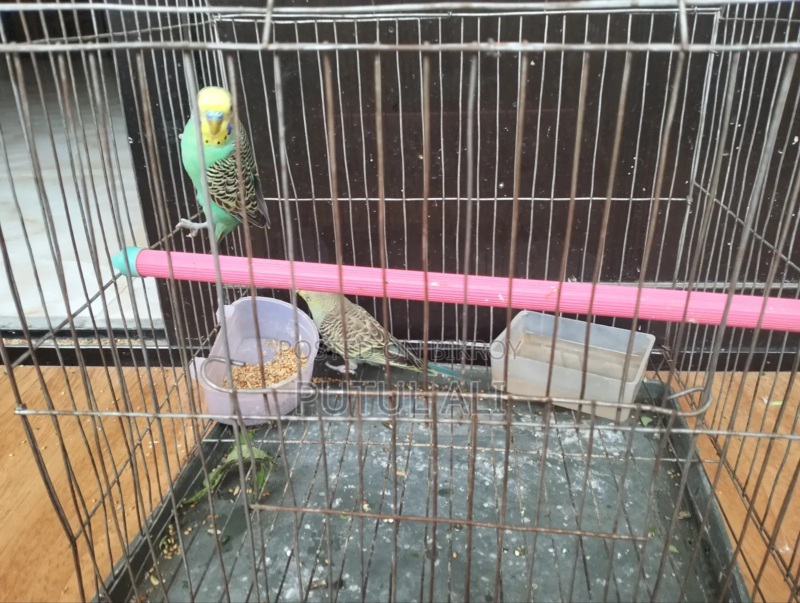 Bird For Sale