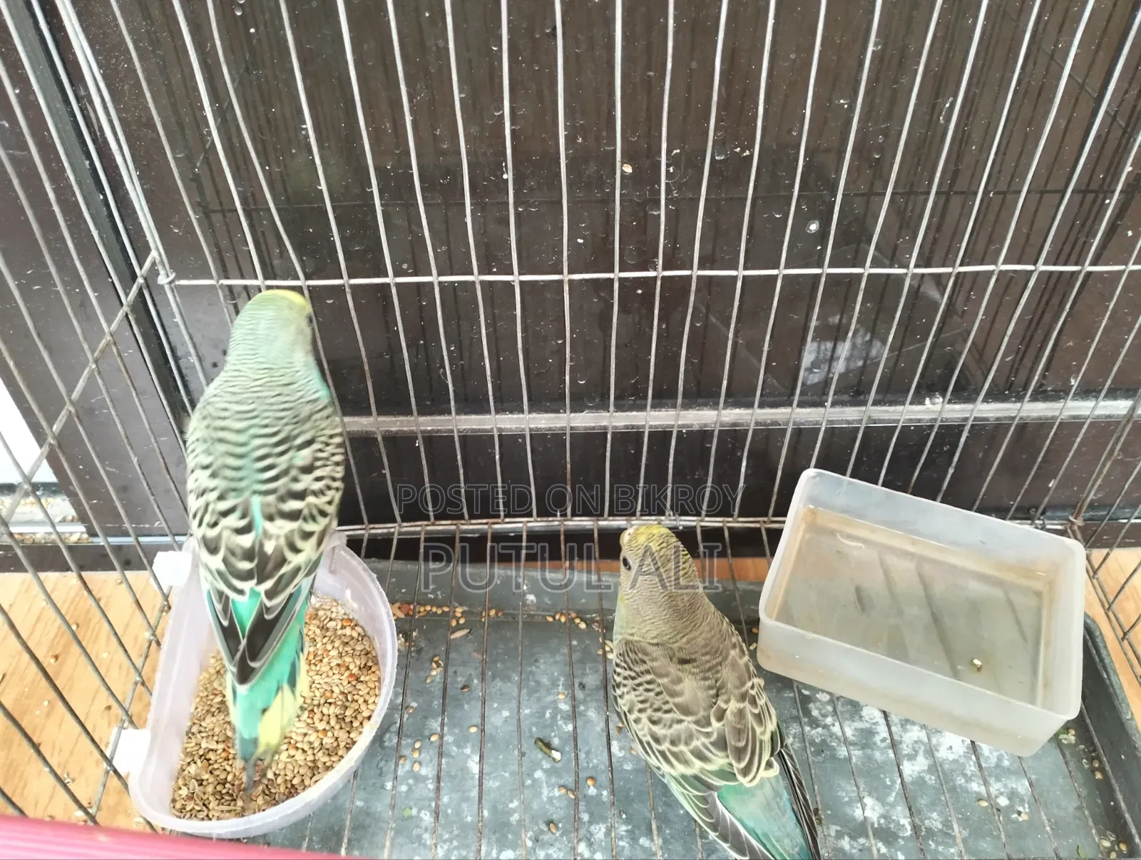 Bird For Sale