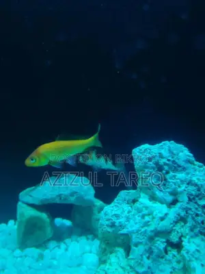 ২ পিস কই গোল্ড ফিস