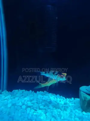 2 pieces Koi Goldfish