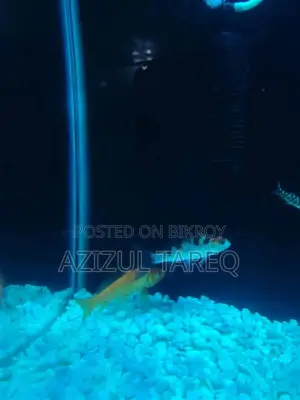 2 pieces Koi Goldfish