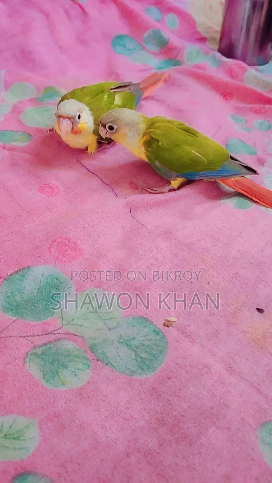 পাইনঅ্যাপল কনুর