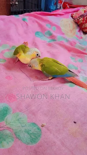 পাইনঅ্যাপল কনুর