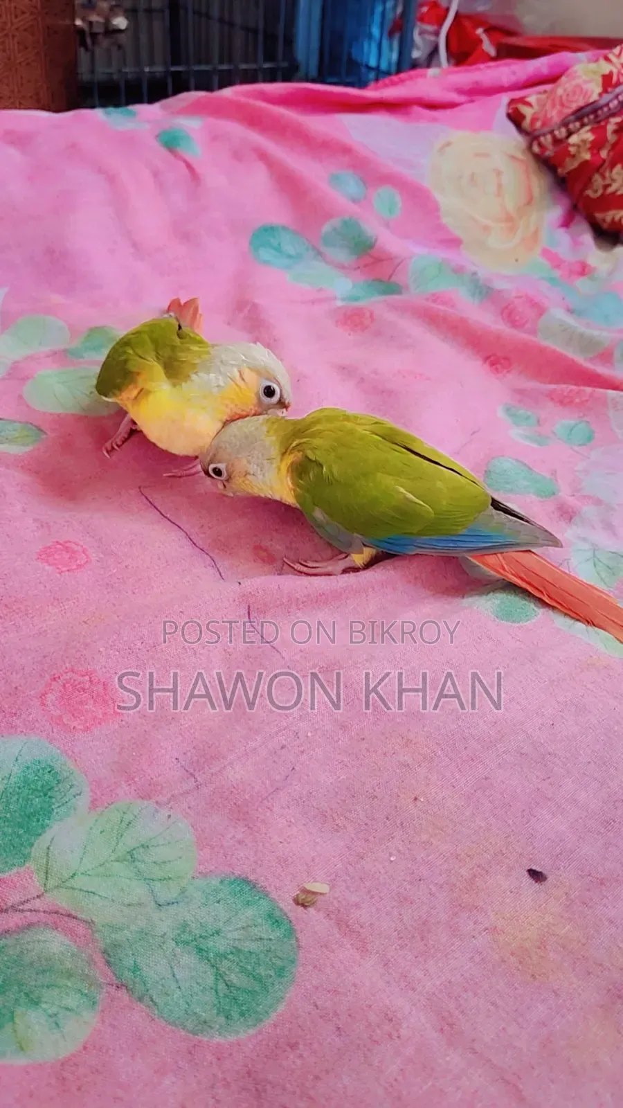 পাইনঅ্যাপল কনুর