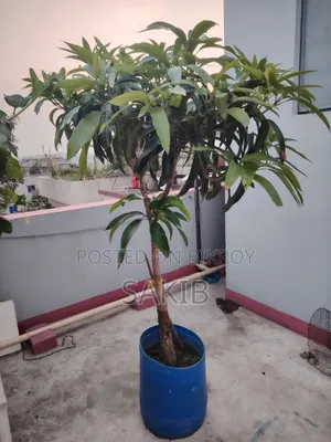 Sun Egg (Miyazaki) Mango Tree – Plastic Drum Planted