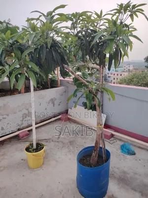 Sun Egg (Miyazaki) Mango Tree – Plastic Drum Planted