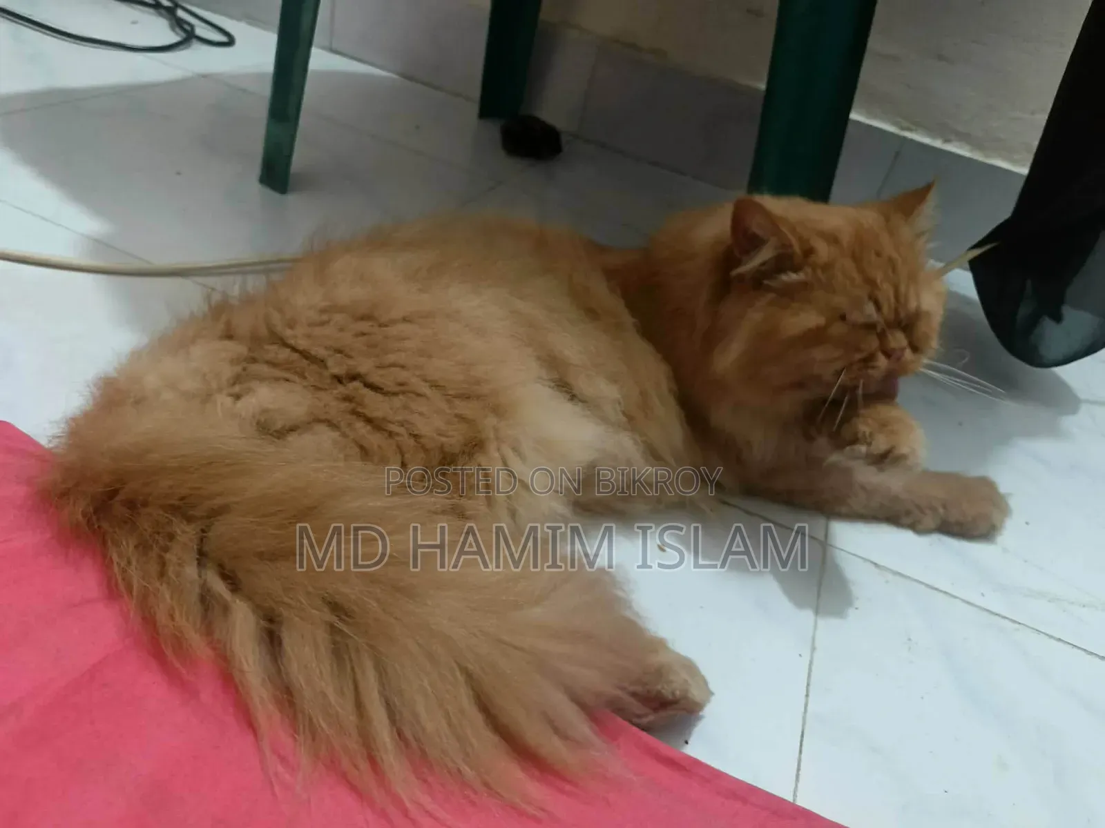 1+ year Male Purebred Persian