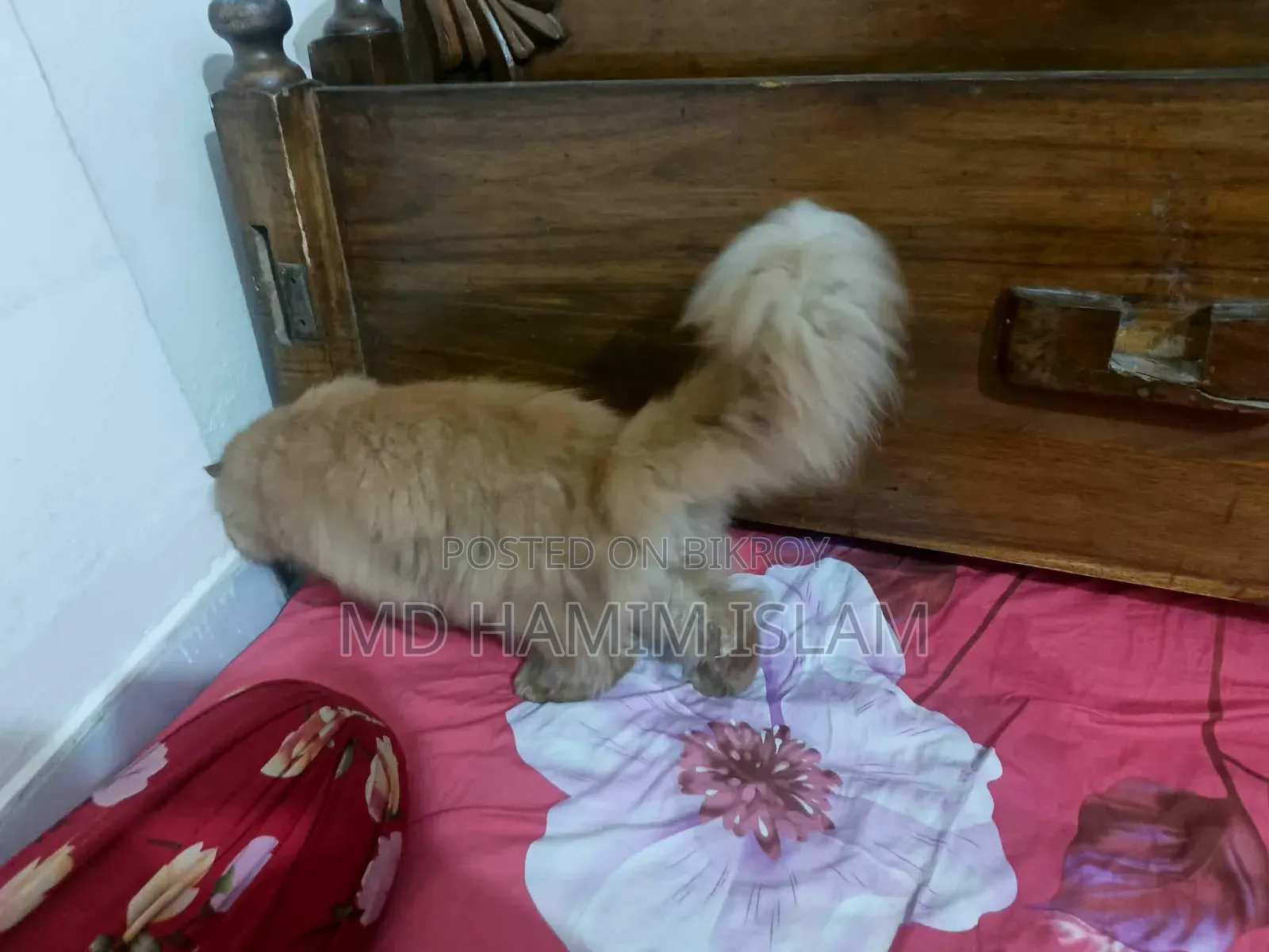 1+ year Male Purebred Persian
