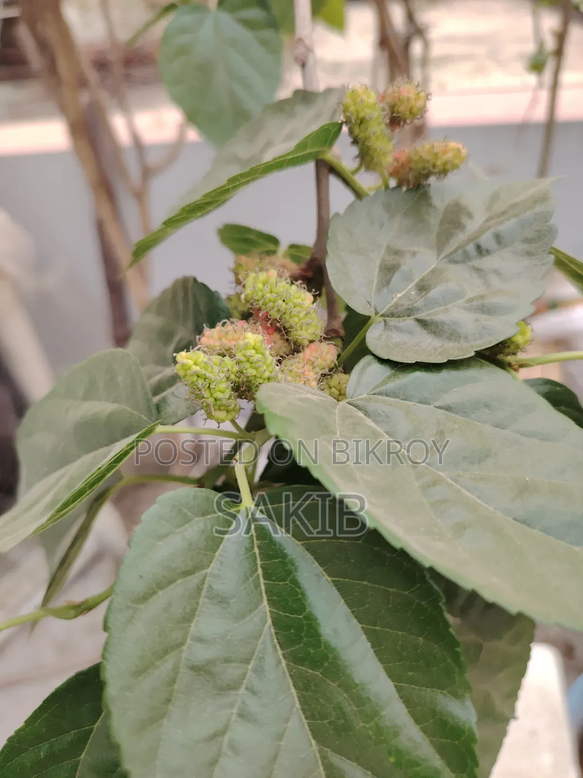 Turkey Mulberry Matured Plant | টার্কি মালবেরি পরিণত গাছ