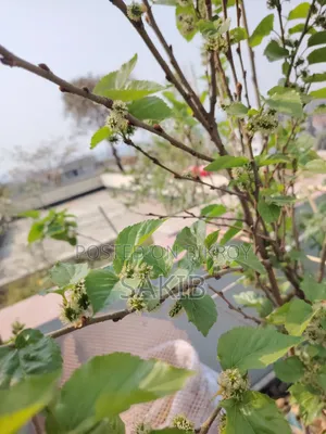 Turkey Mulberry Matured Plant | টার্কি মালবেরি পরিণত গাছ