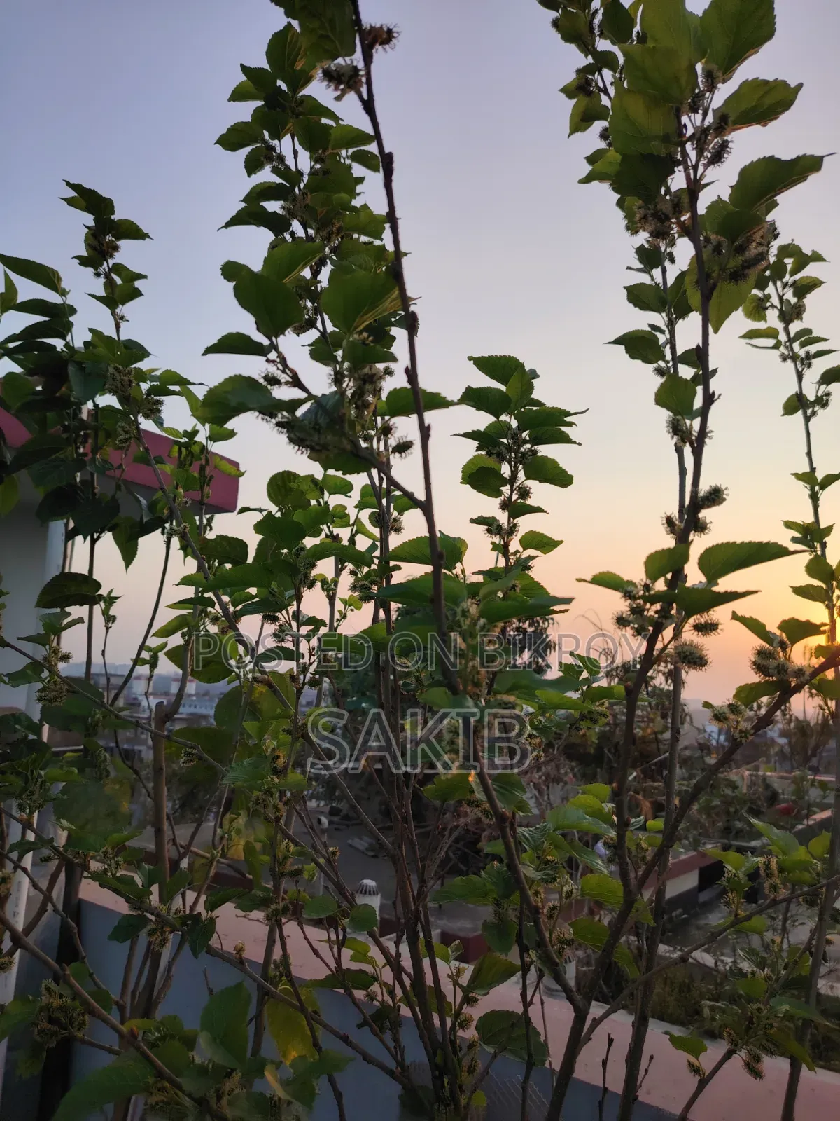 Turkey Mulberry Matured Plant | টার্কি মালবেরি পরিণত গাছ
